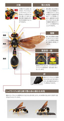 The Diversity of Life on Earth Potter Wasp Action Figure Bandai Capsule Toy