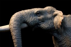 TNG Huanghe Flumen Stegodon Model Elephant Animal Figure Toys Decor Xmas Gift
