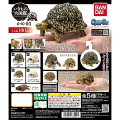 The Diversity of Life on Earth Turtle 01, 02 & 05 Figure Bandai Capsule Toy