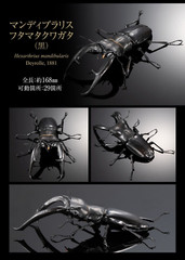 The Diversity of Life on Earth Giraffe Stag Beetle & Hexarthrius Mandibularis
