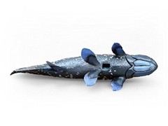 Coelacanth Soft Model (FF-001) 18.5×5.6×10.5cm toy figure fish Favorite Japanese
